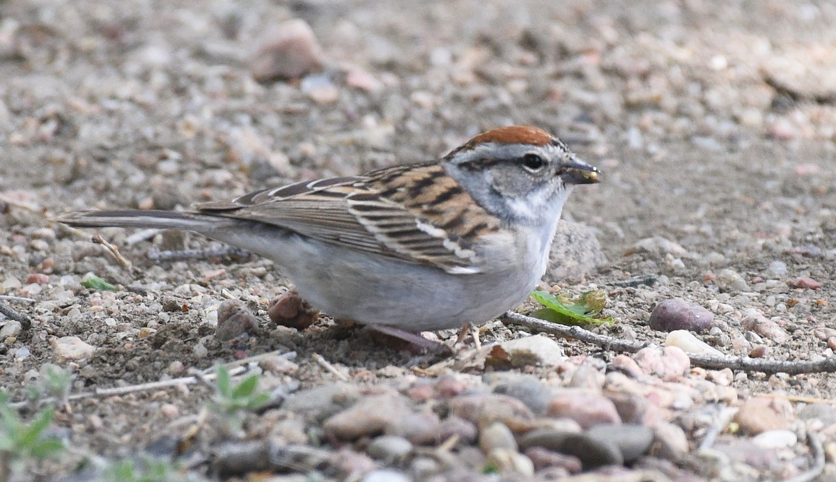 Chipping Sparrow - ML619087927