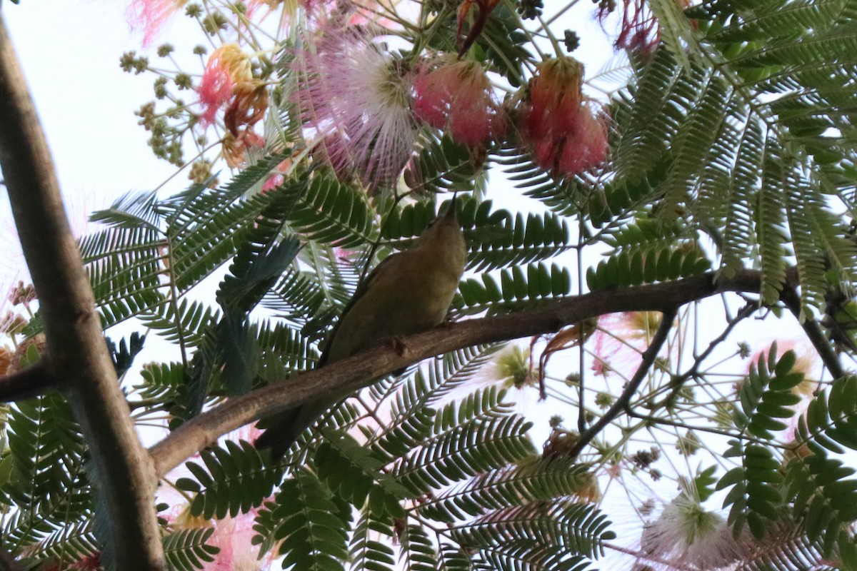 Tennessee Warbler - Matt Conn