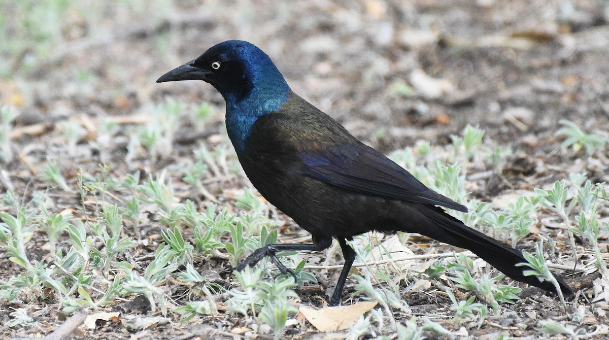 Common Grackle - ML619087934