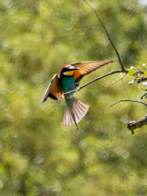 European Bee-eater - Kevin McAuliffe