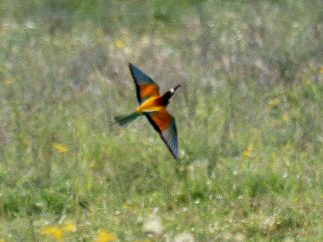 European Bee-eater - Kevin McAuliffe