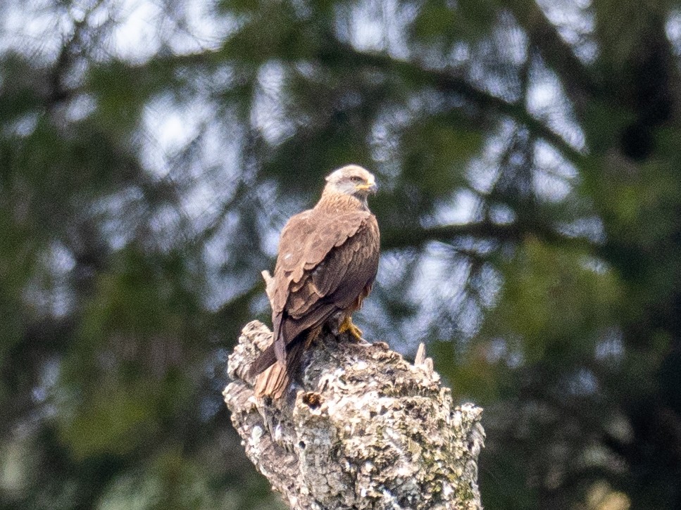 Black Kite - Kevin McAuliffe