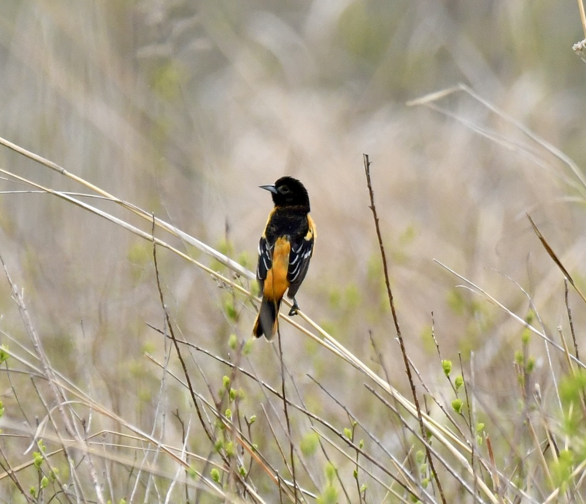 Baltimore Oriole - ML619087948
