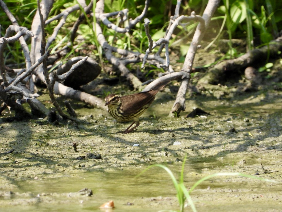 Northern Waterthrush - Jose Antonio R Pasos Perez