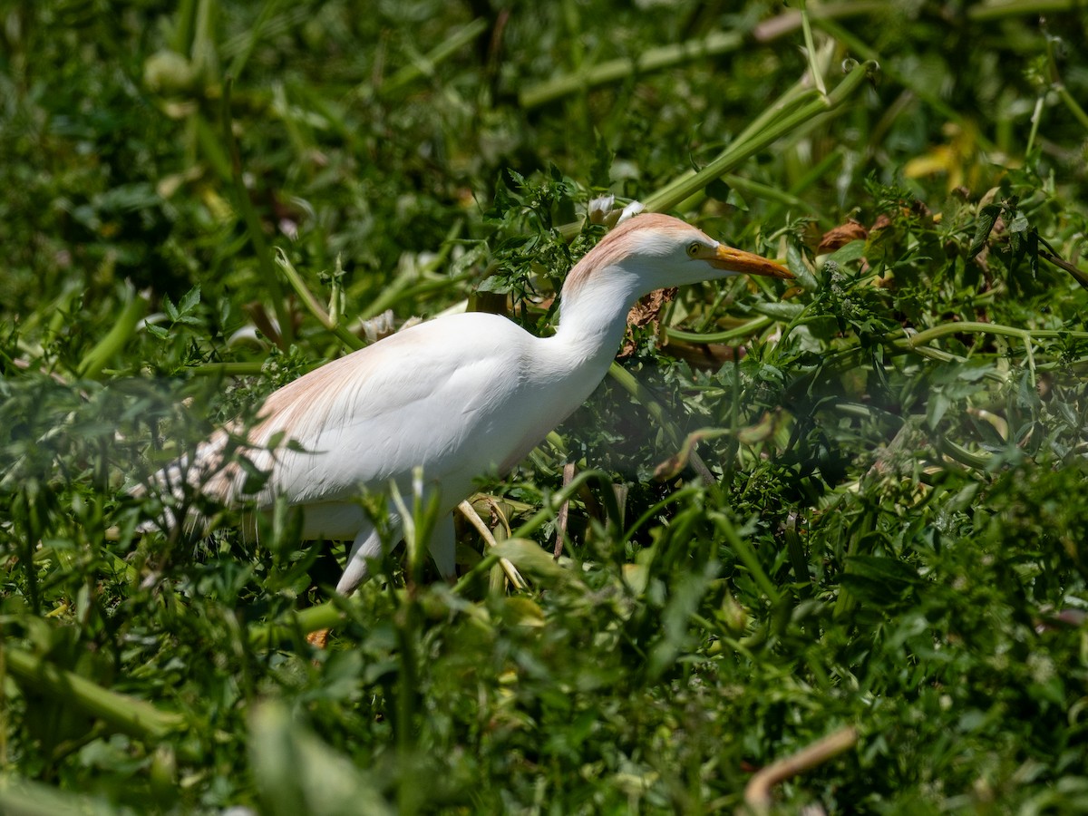 Western Cattle Egret - Kevin McAuliffe