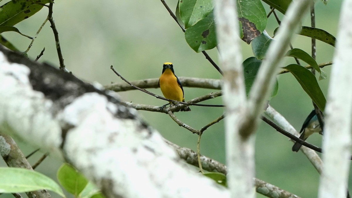 Yellow-crowned Euphonia - Indira Thirkannad