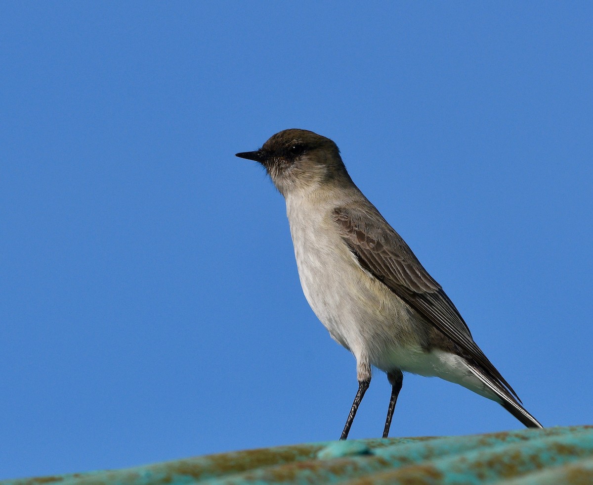 Dark-faced Ground-Tyrant - ML619087974