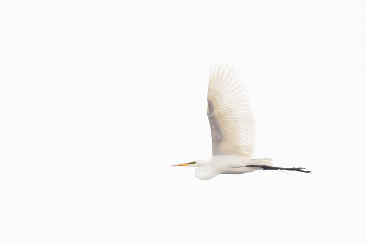 Great Egret - Andrew Sonea