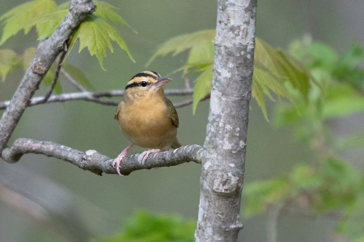 Worm-eating Warbler - Josh Davidson