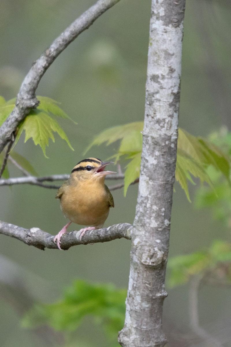 Worm-eating Warbler - Josh Davidson