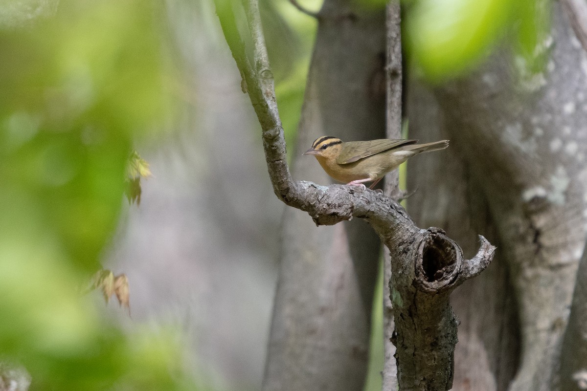 Worm-eating Warbler - Josh Davidson