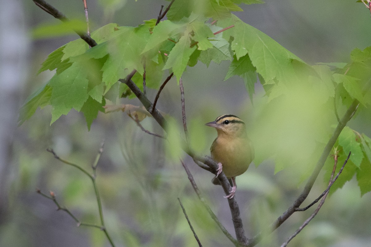 Worm-eating Warbler - Josh Davidson