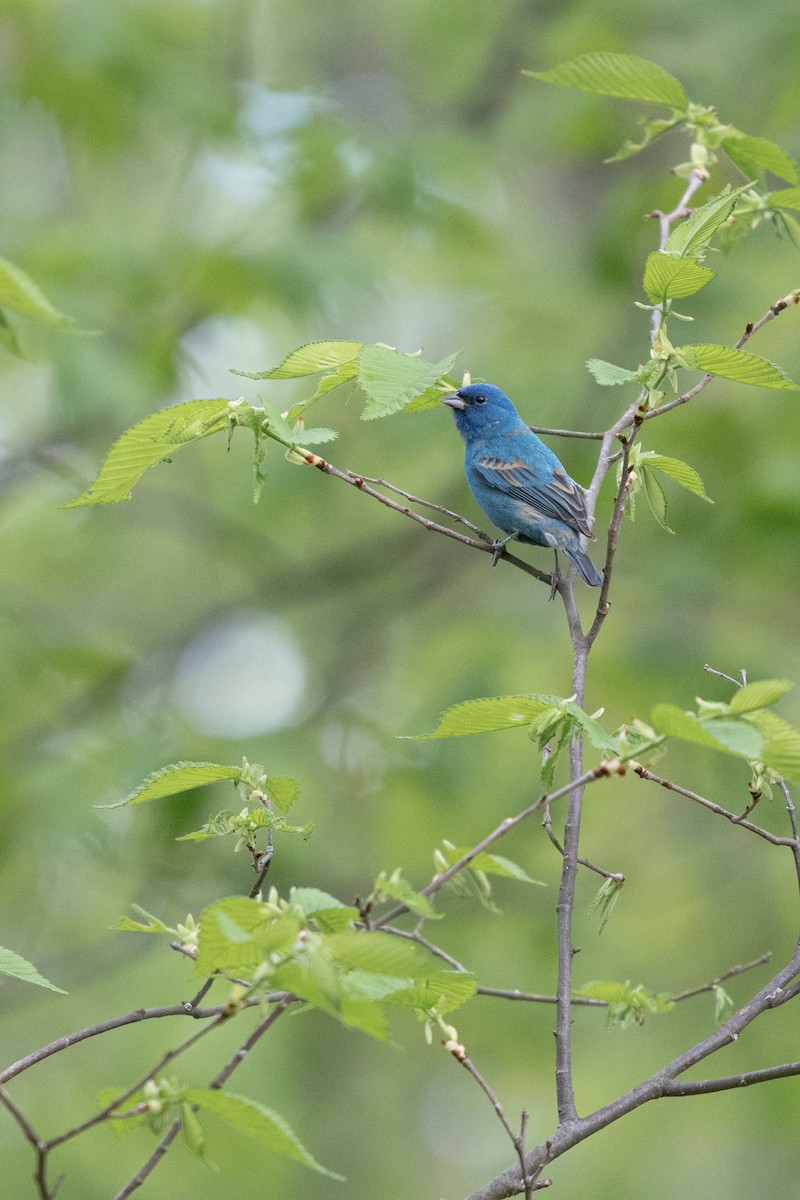 Indigo Bunting - ML619088019