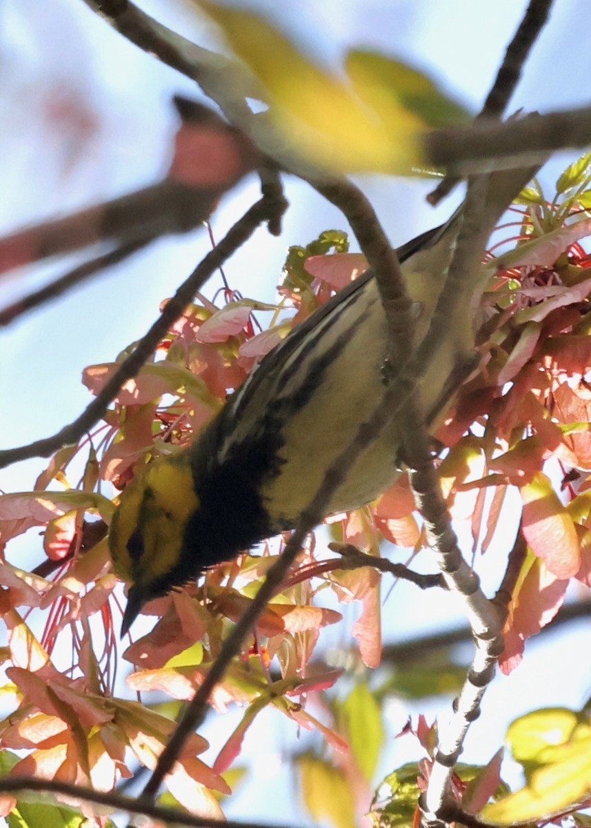Black-throated Green Warbler - Betsy Staples