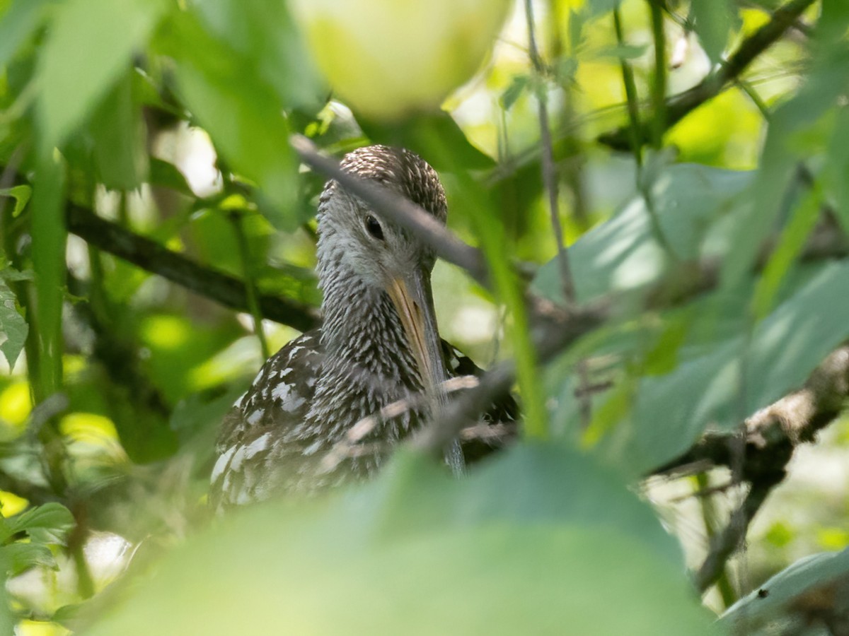 Limpkin - Bruce Aird