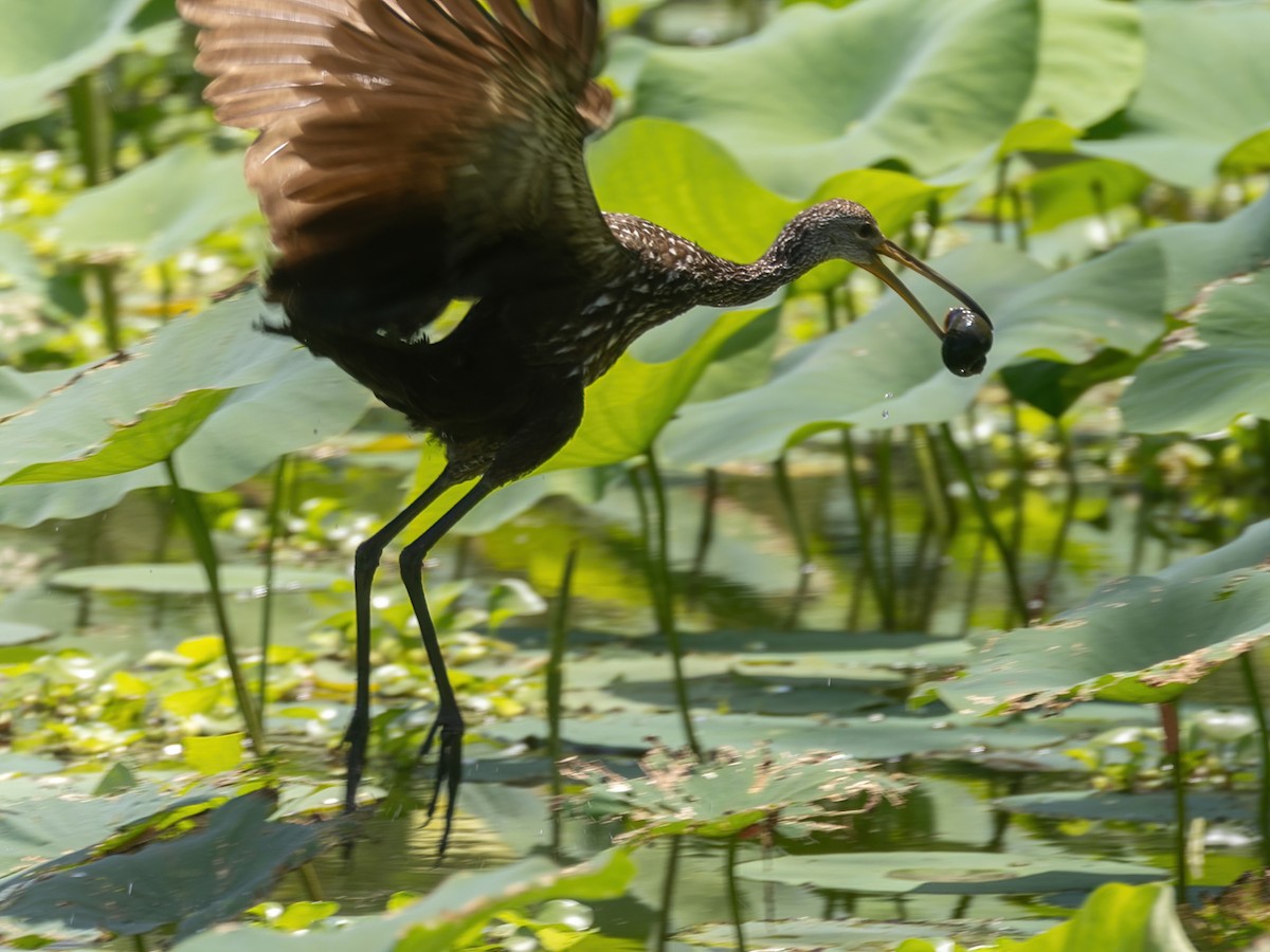 Limpkin - Bruce Aird