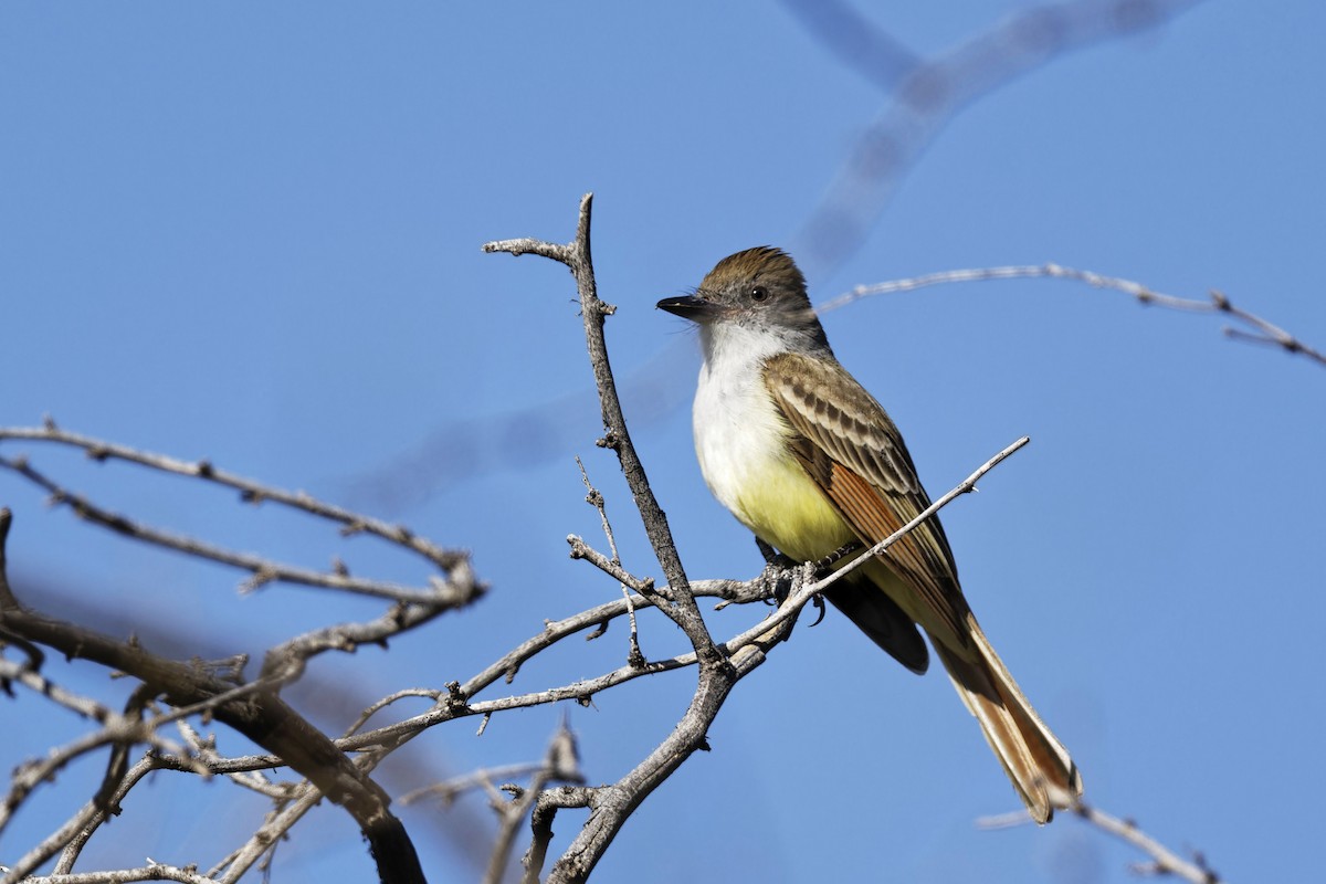 Brown-crested Flycatcher - Anonymous