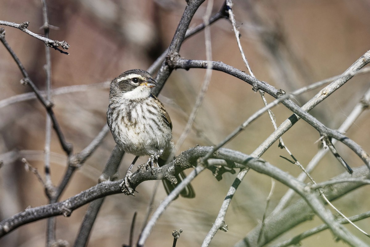 Black-throated Sparrow - Anonymous