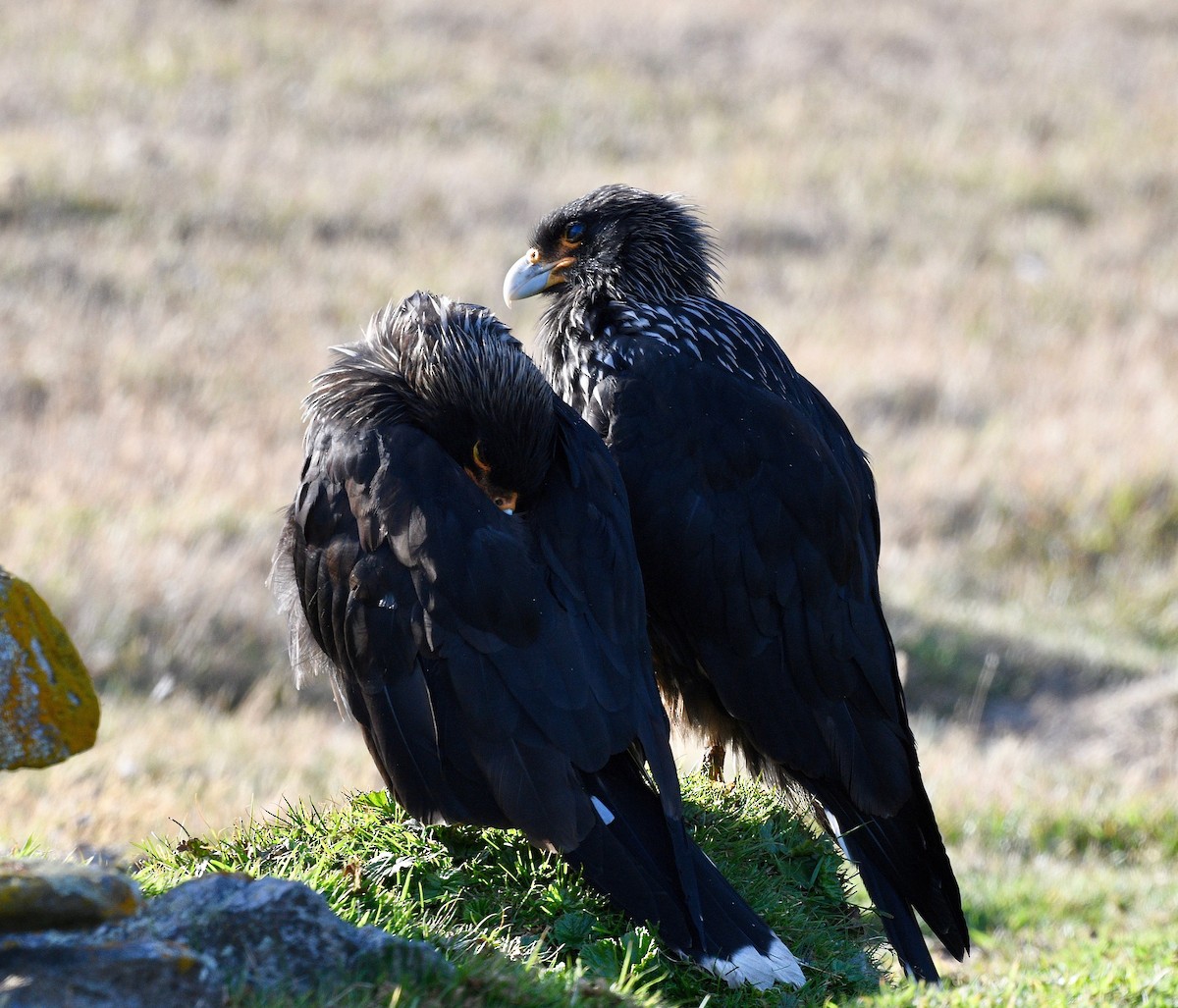 Striated Caracara - ML619088076