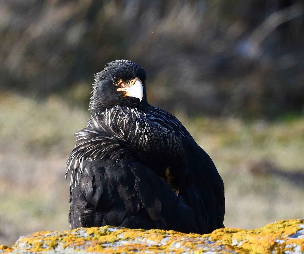 Caracara Austral - ML619088079