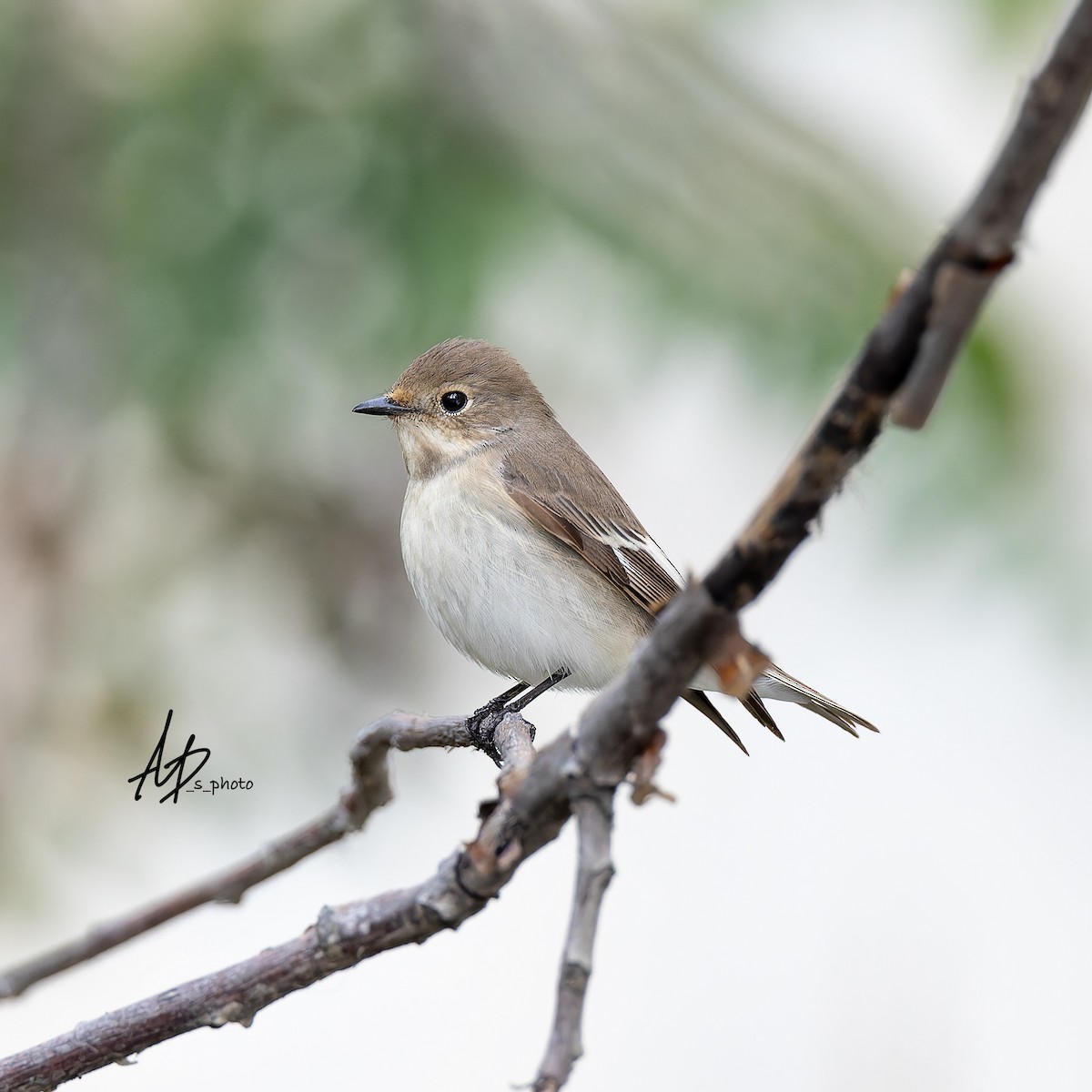 European Pied/Collared/Semicollared Flycatcher - ML619088082