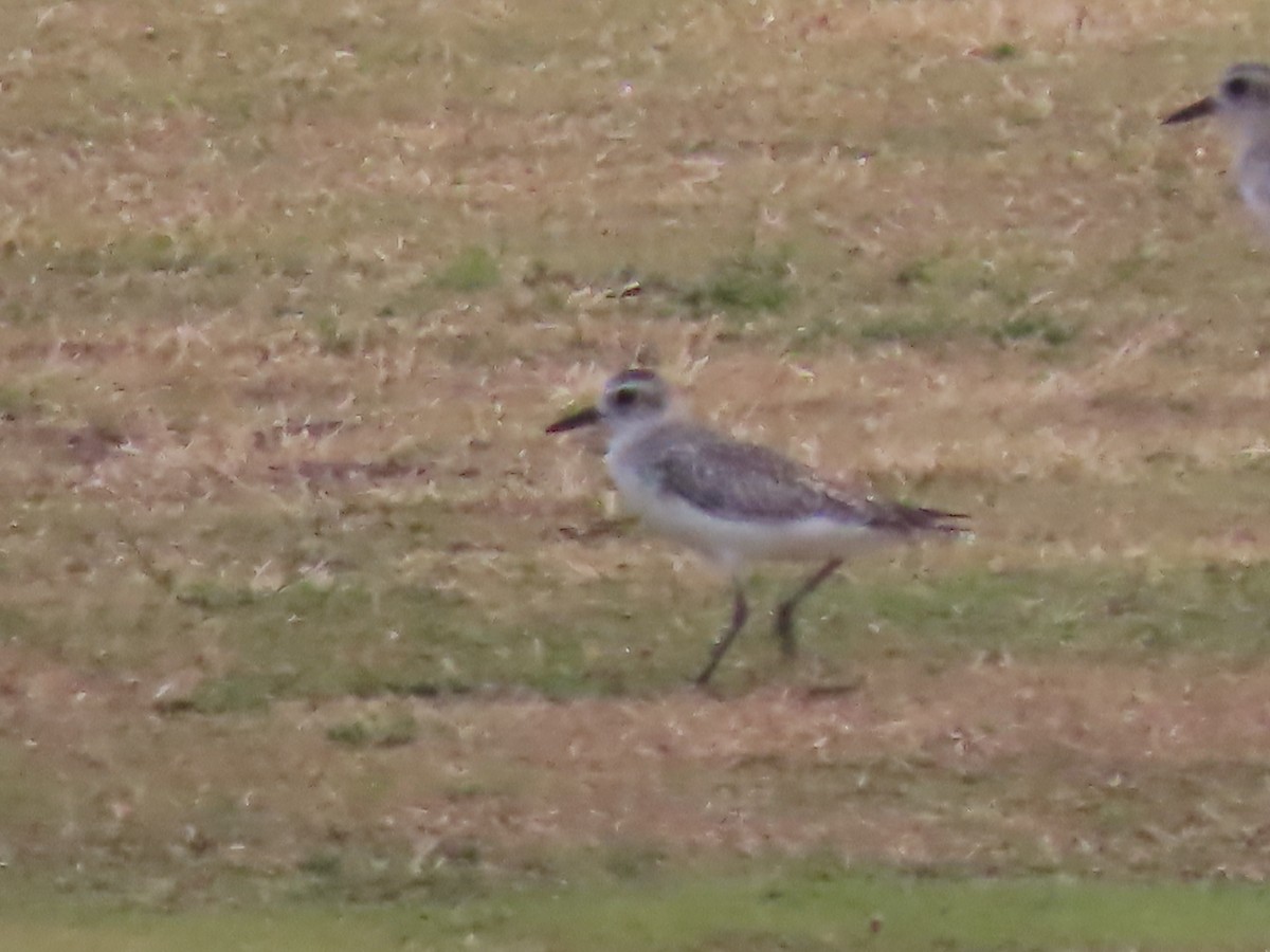 Black-bellied Plover - Charmaine Francis