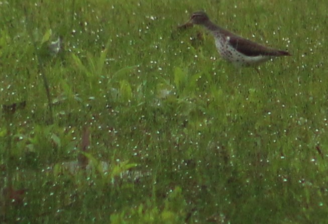 Spotted Sandpiper - ML619088102