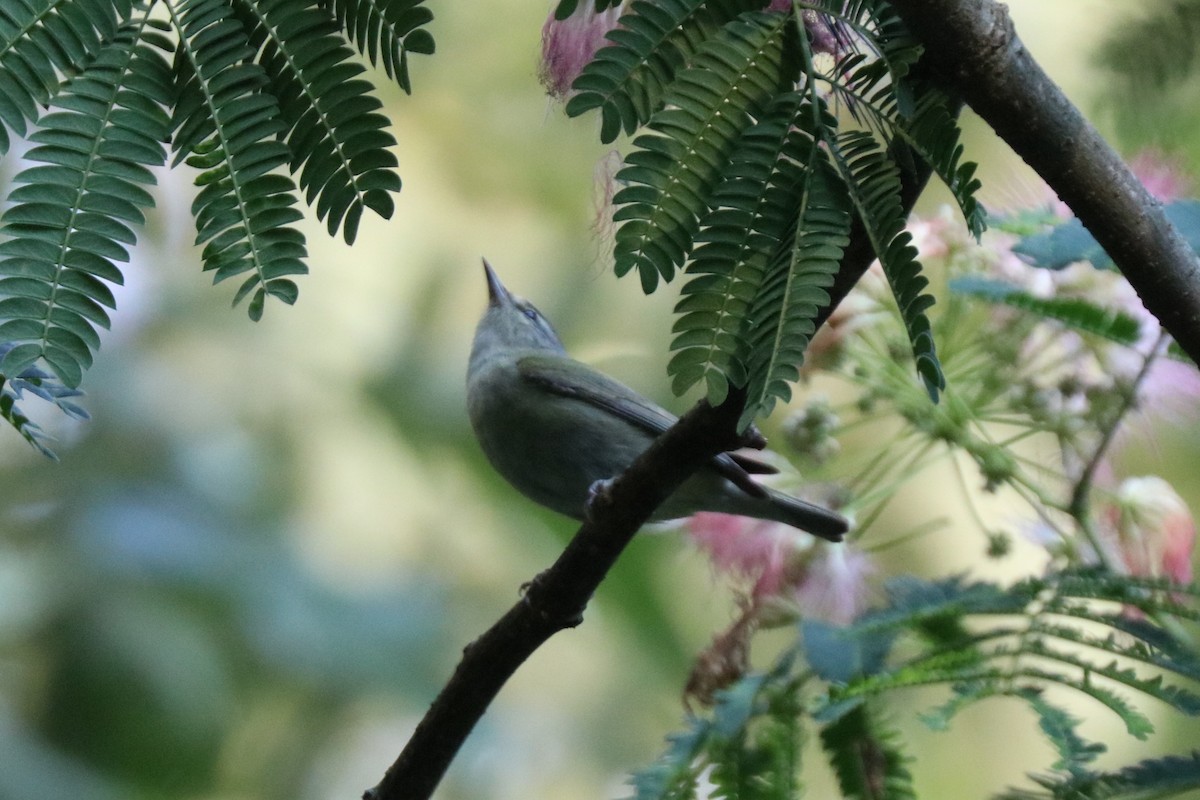 Tennessee Warbler - Matt Conn