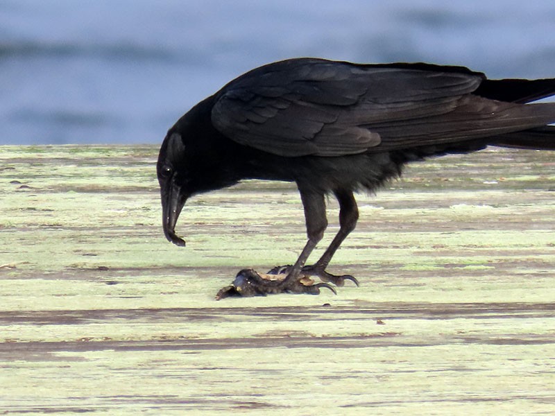 Fish Crow - Karen Lebing