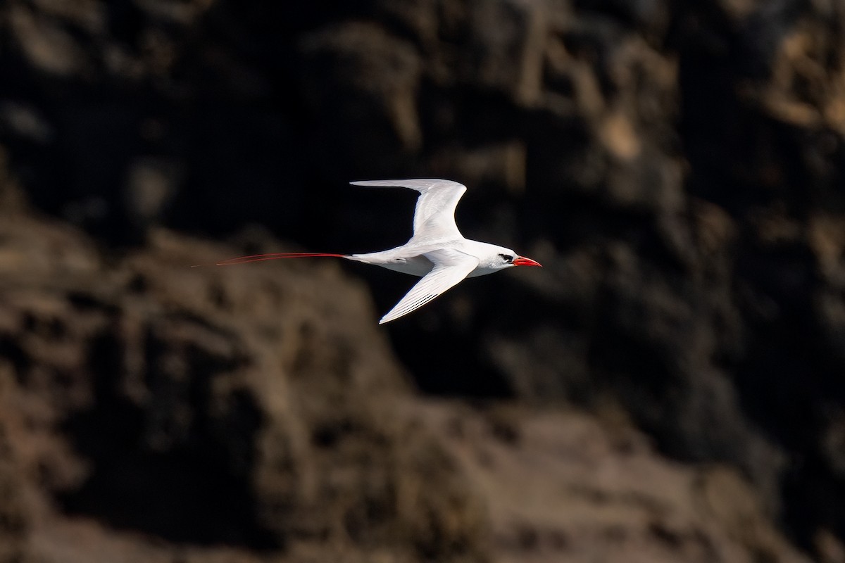 Red-tailed Tropicbird - Andrea C