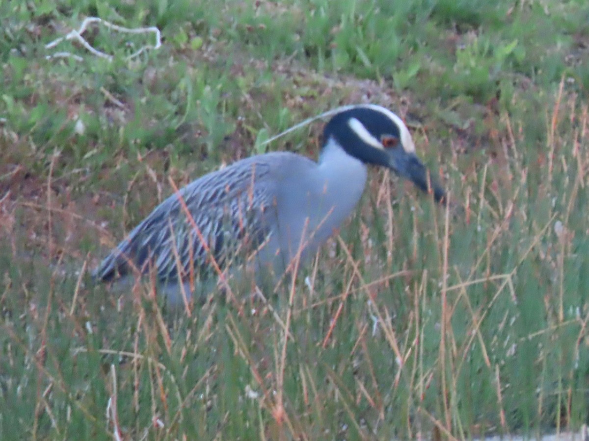 Yellow-crowned Night Heron - Charmaine Francis