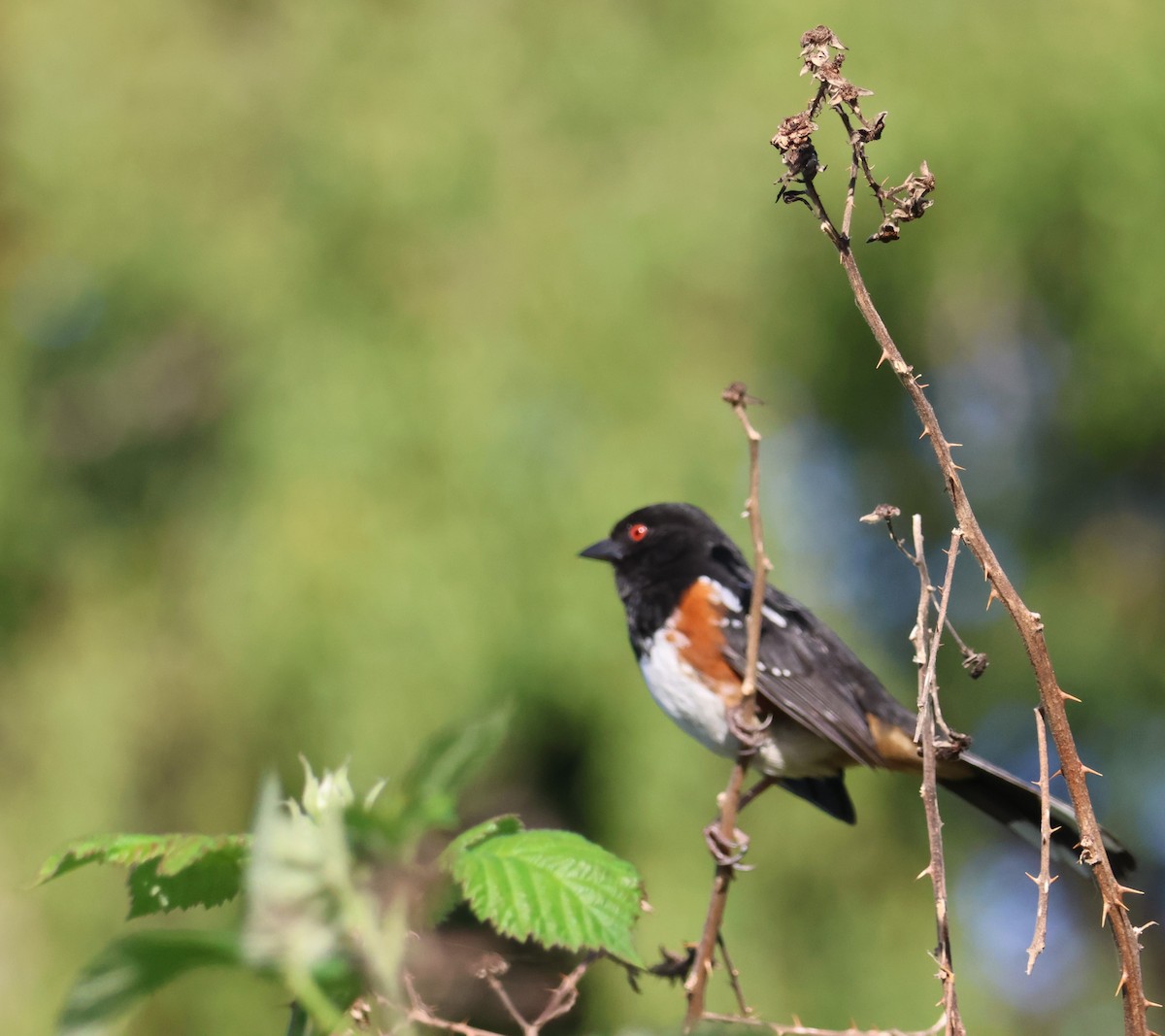 Spotted Towhee - Walter Thorne