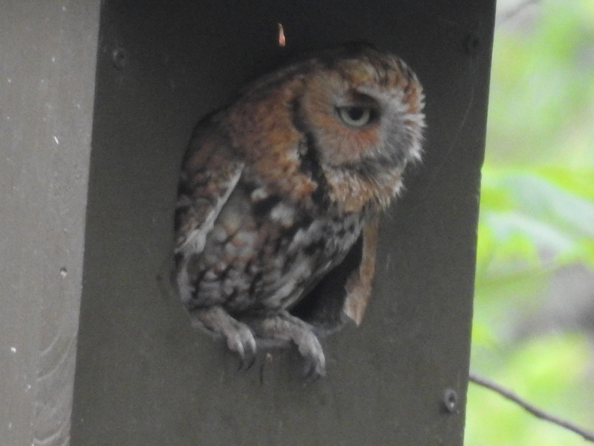 Eastern Screech-Owl - ML619088158