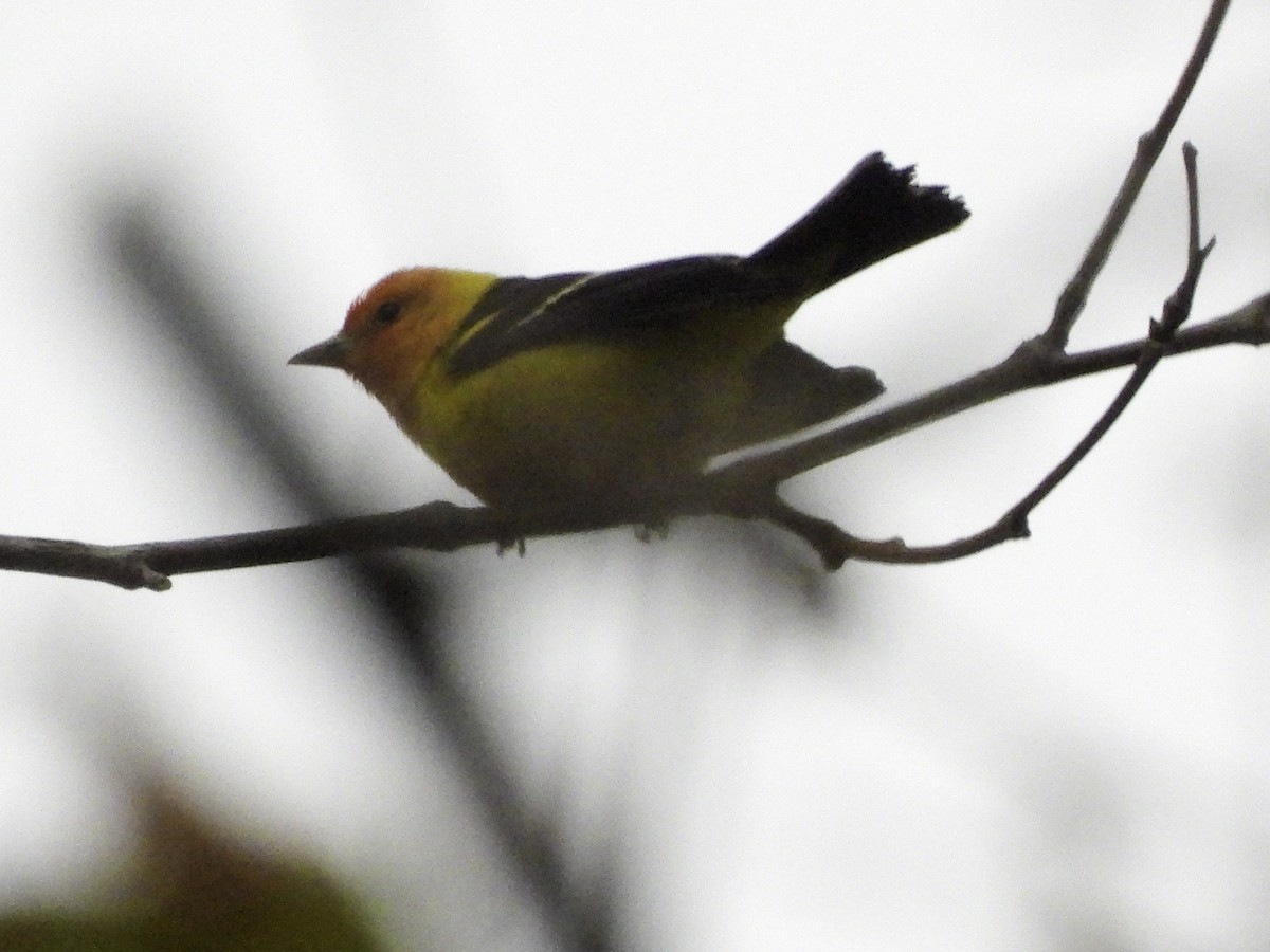 Western Tanager - Astrid Taen