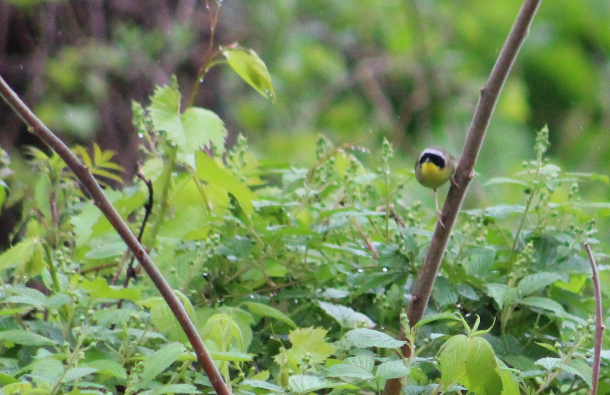 Common Yellowthroat - ML619088170