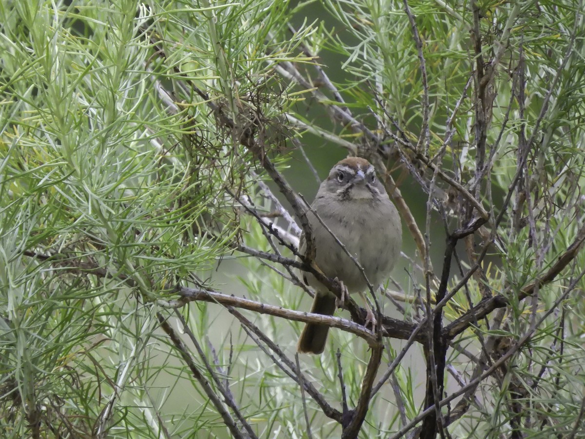Rufous-crowned Sparrow - Astrid Taen