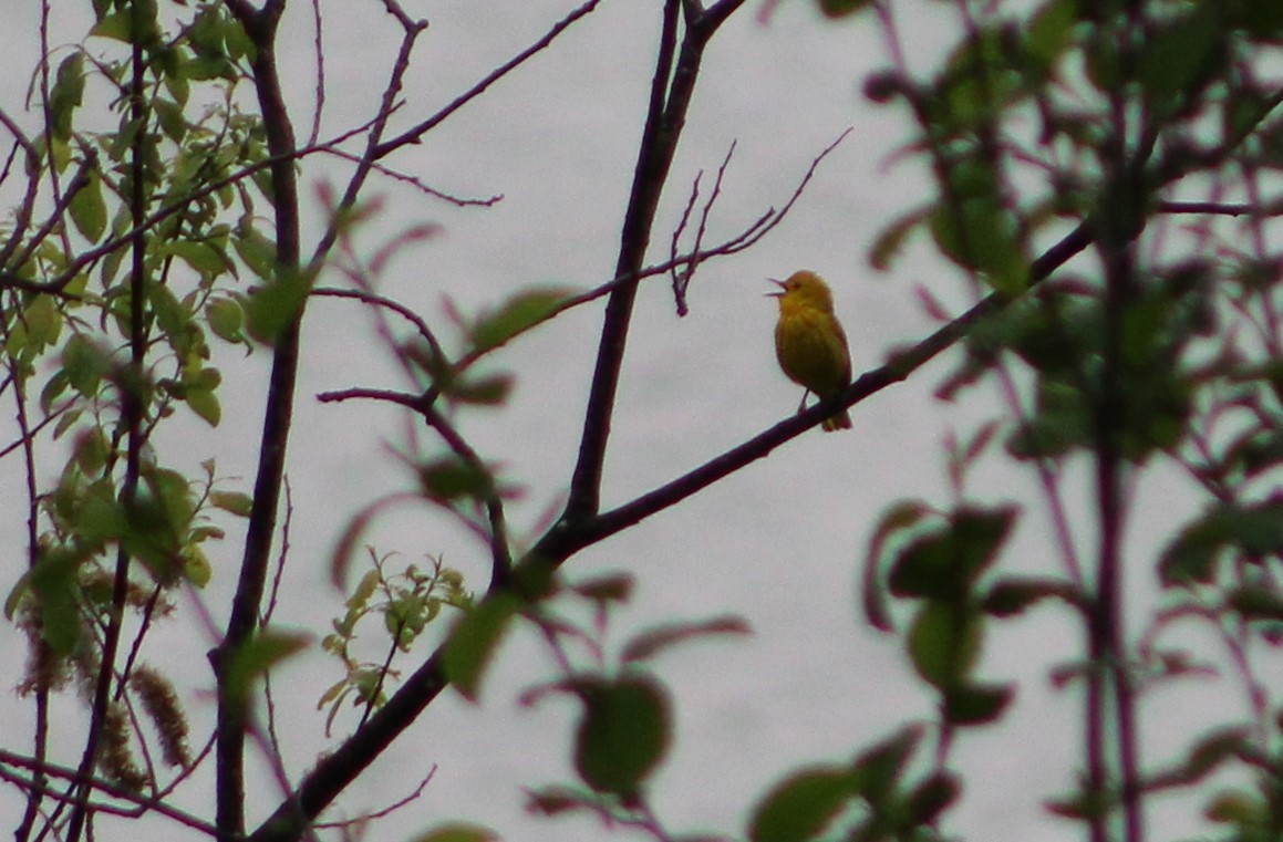 Paruline jaune - ML619088210