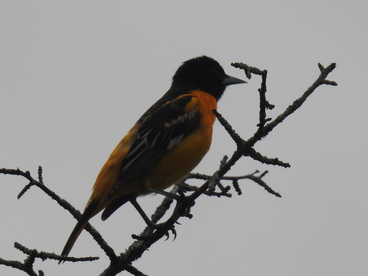 Baltimore Oriole - ML619088220