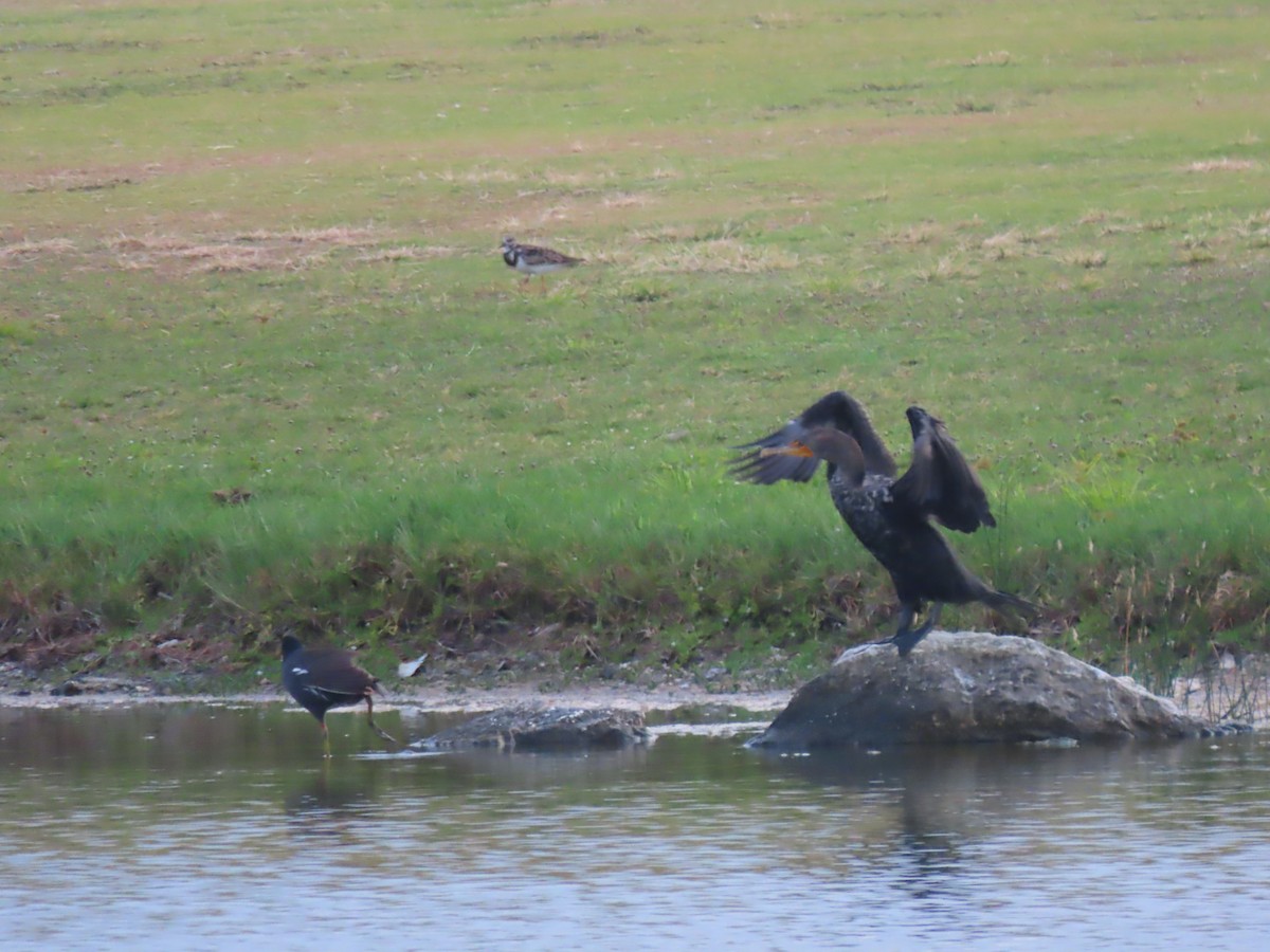 Double-crested Cormorant - Charmaine Francis