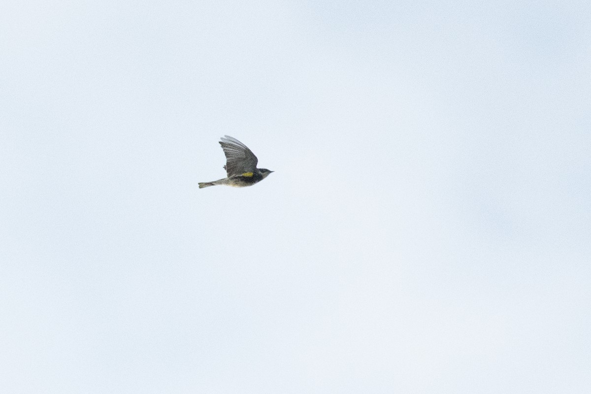 Yellow-rumped Warbler (Myrtle) - ML619088239