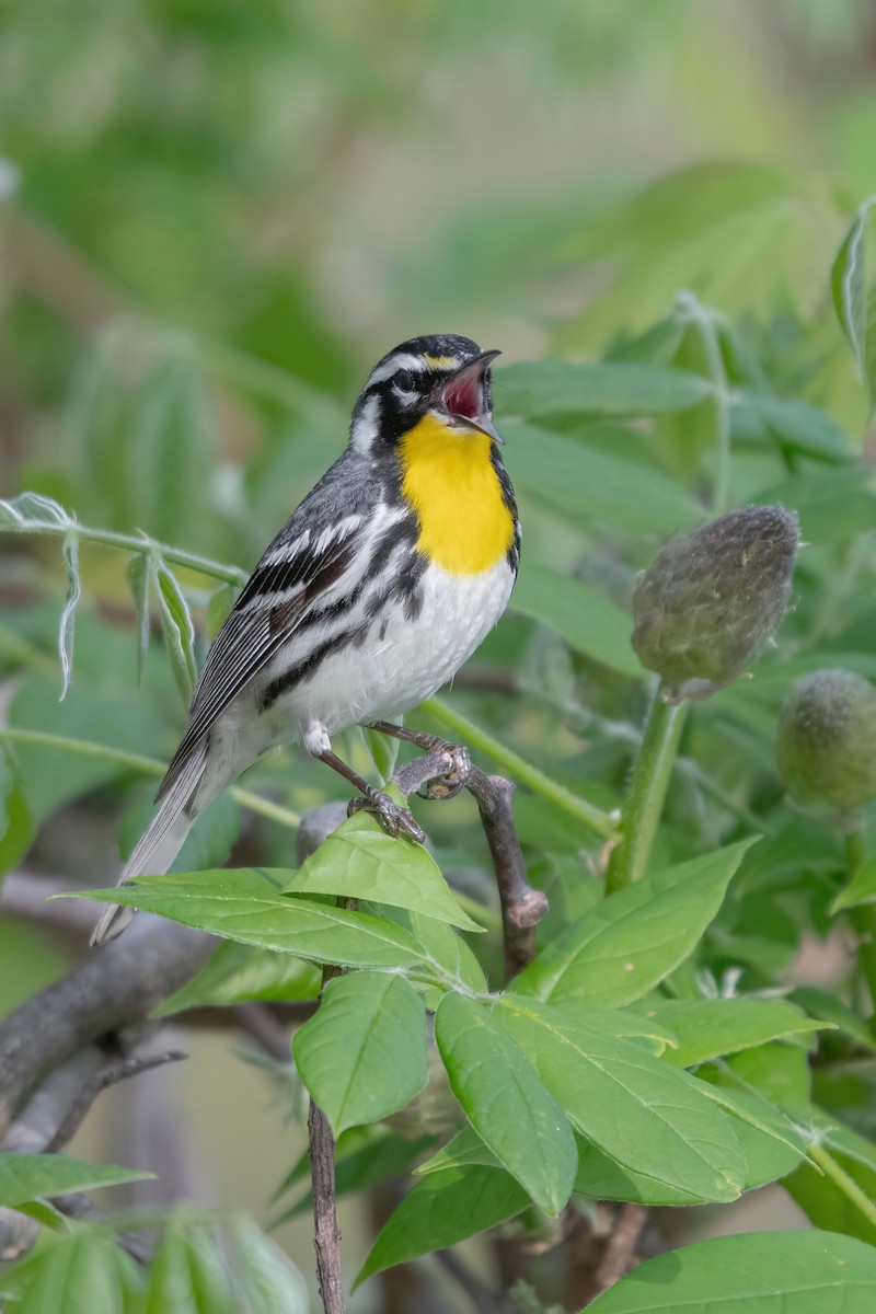 Yellow-throated Warbler - Josh Davidson