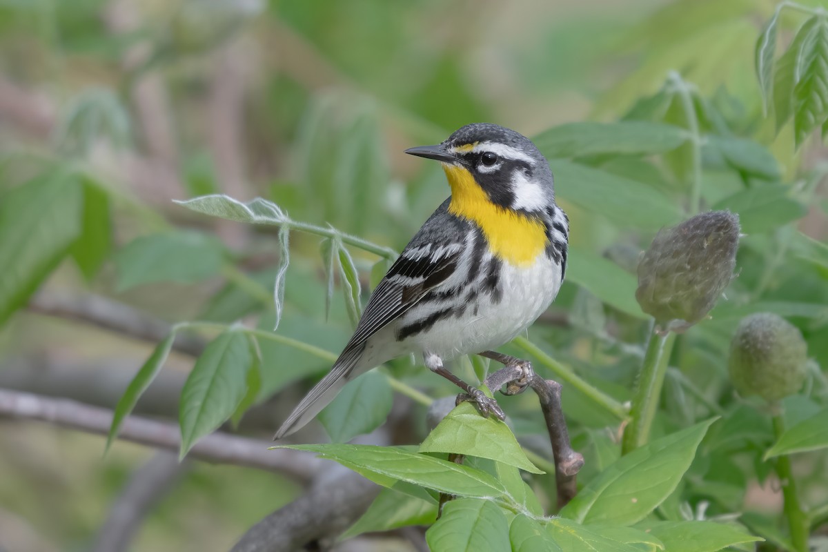 Yellow-throated Warbler - Josh Davidson