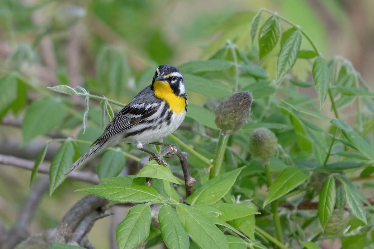 Yellow-throated Warbler - ML619088261