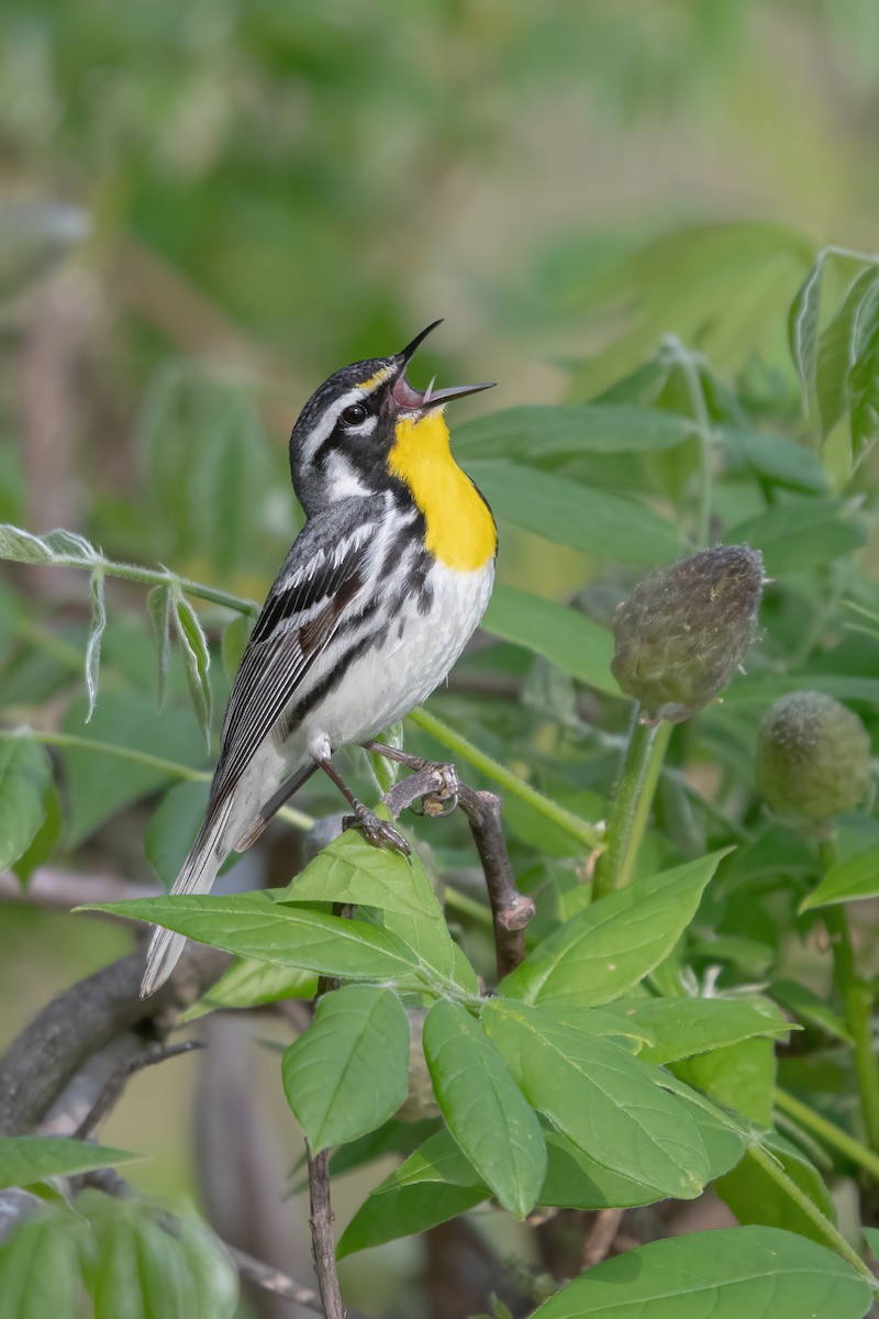 Yellow-throated Warbler - ML619088264