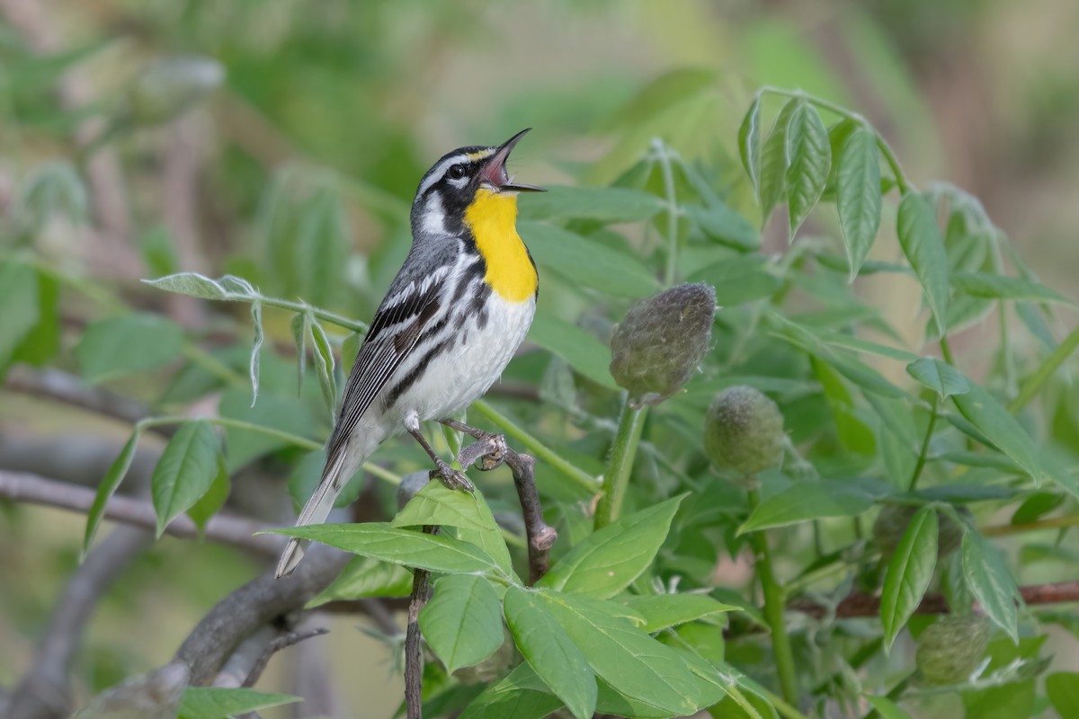 Yellow-throated Warbler - ML619088265