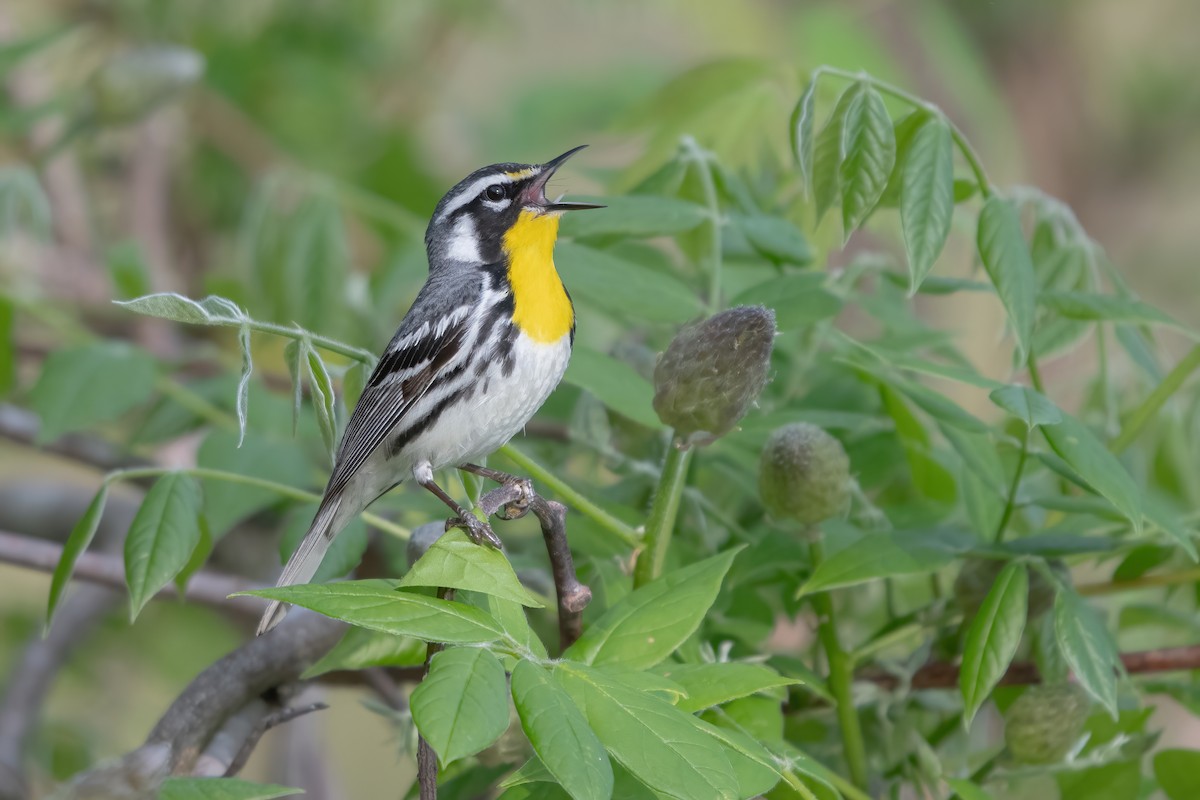 Yellow-throated Warbler - ML619088266