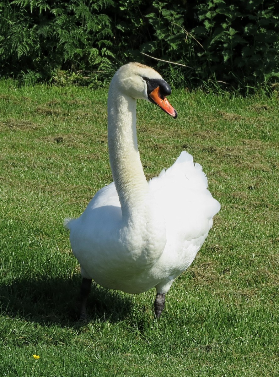 Mute Swan - Iain MacLeod