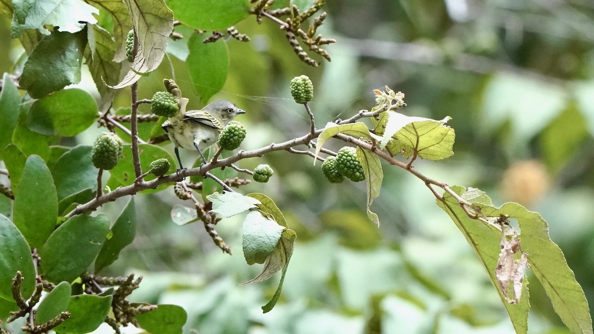 Mistletoe Tyrannulet - Indira Thirkannad