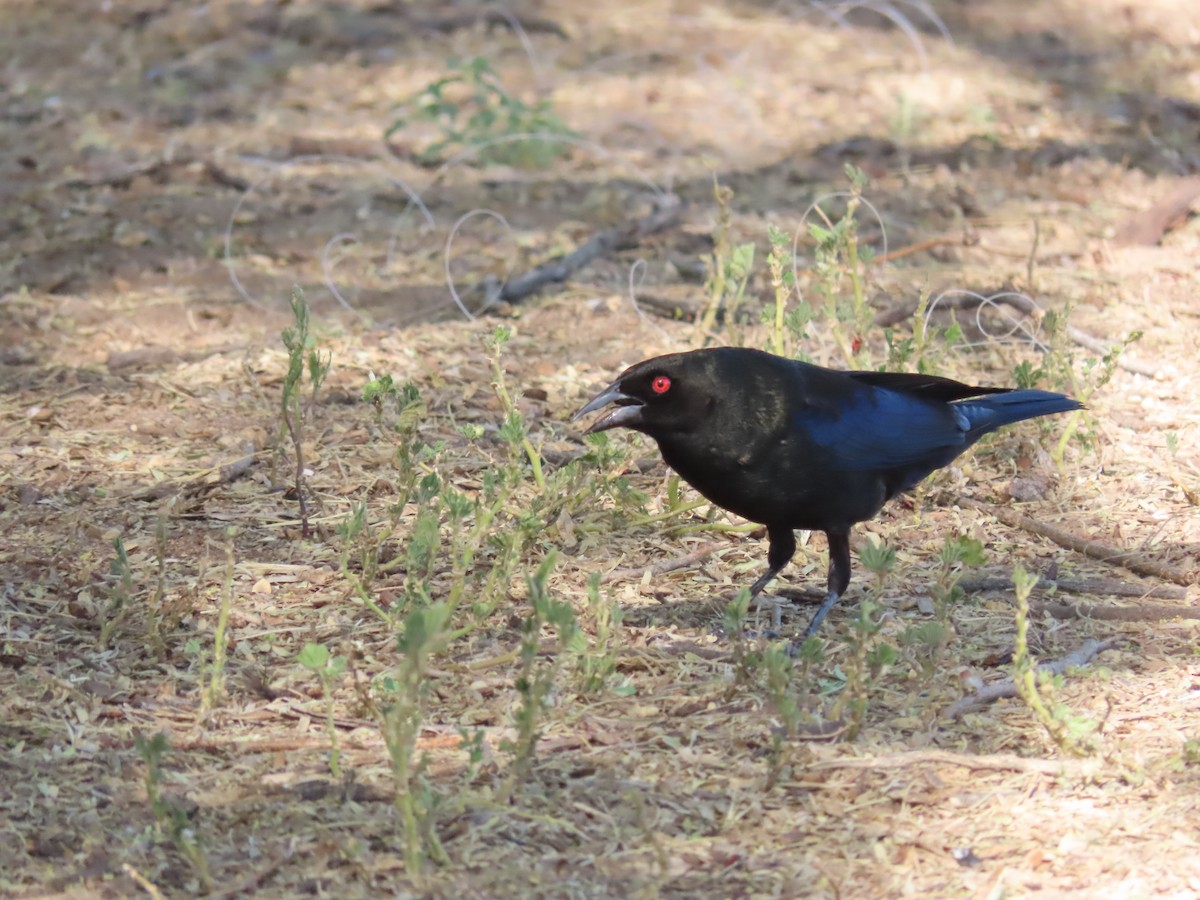 Bronzed Cowbird - Jerry Smit