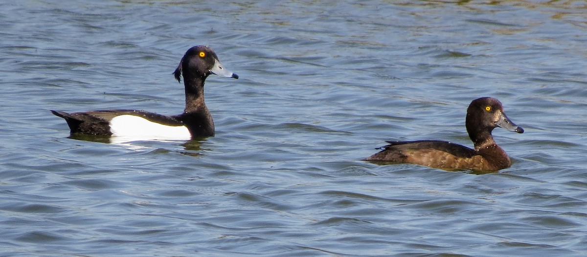 Tufted Duck - Iain MacLeod